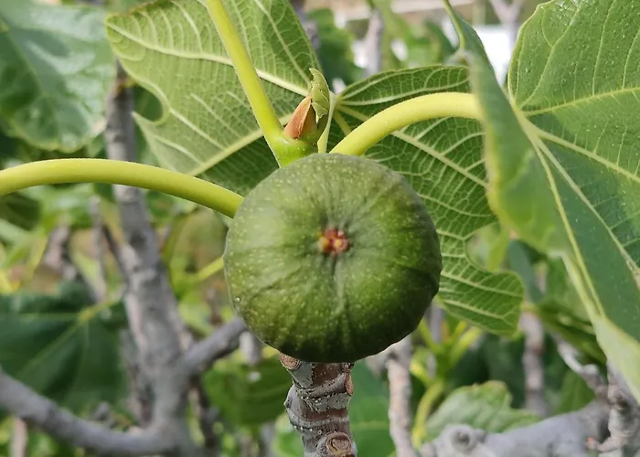 Orania, Heaven In Mykonos Agios Sostis (Mykonos)